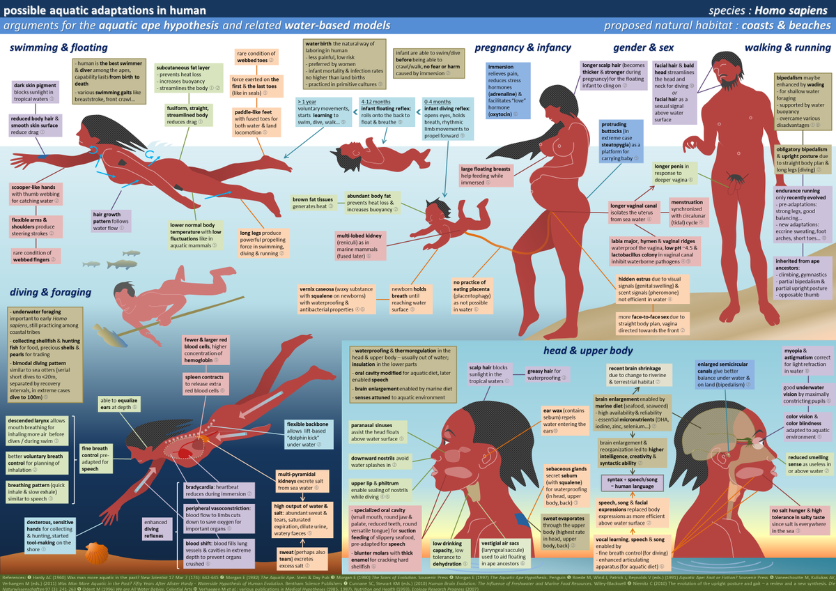 This is a graphical summary I made for all the arguments I know from waterside proponents (2011). Doesn't mean the model is so good and is full of evidence, to the contrary, each & every claim are yet to pass scientific scrutiny. So far only a few attracted scientific interests.