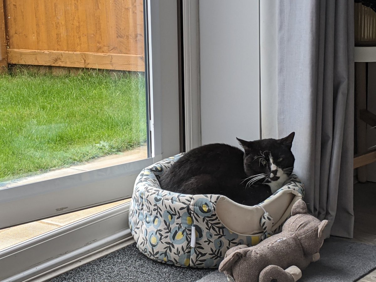 So Boris is how he came to be known, but his owners were still a mystery. After a year of visits, Boris got curious and came into our house but he panicked if the door was shut behind him. We were curious too, so we put a paper collar on him asking his owner to ring us.