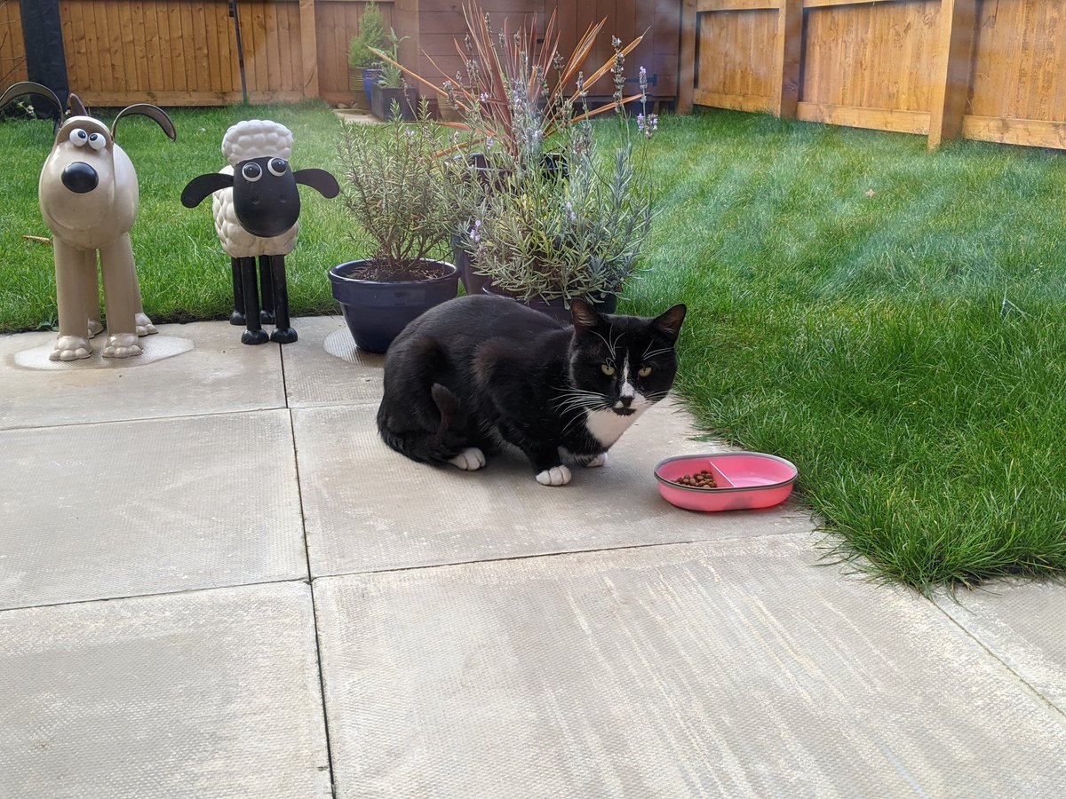 After hearing that we began to give him food when he visited Rudi, he would meow when we said hello to him and eventually let us give him a fuss.