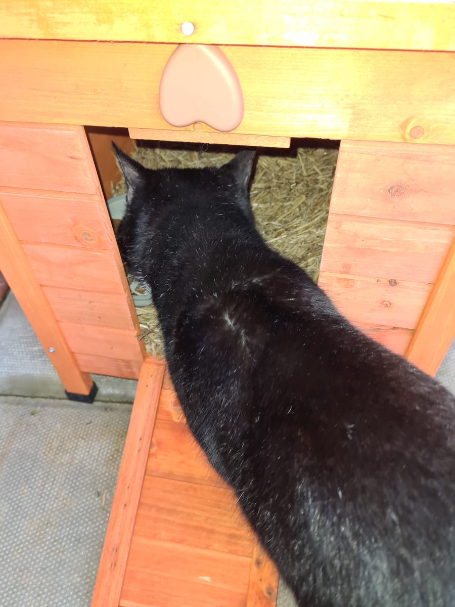 And so Boris now has a house, a permanent structure he can call his own, where he can keep safe and warm, and be close to his good friend Rudi. And he loves it. And Boris isn't really homeless anymore.