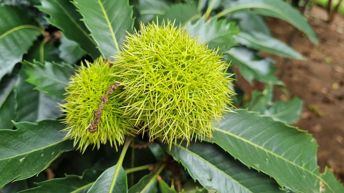 FaizelPatel143's tweet image. Who knows what tree this is? What does it bear? #TimeForLearning