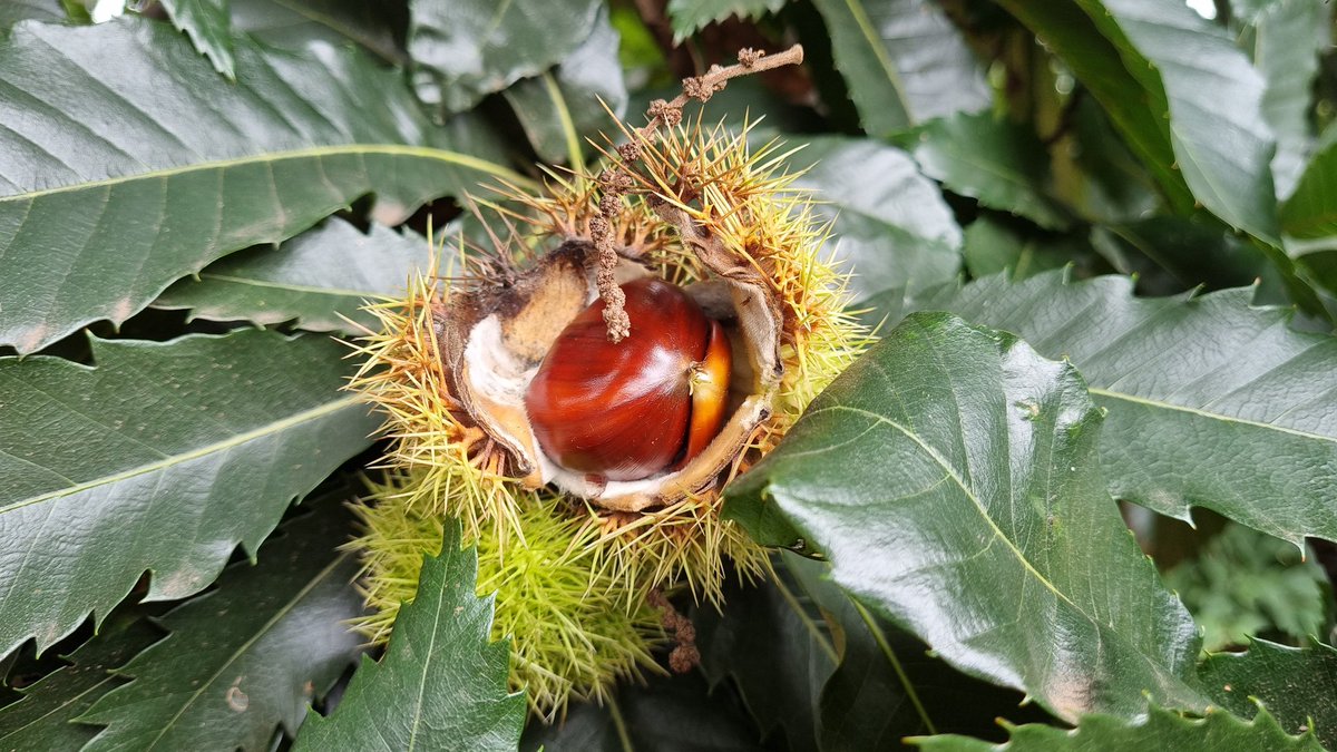 FaizelPatel143's tweet image. Who knows what tree this is? What does it bear? #TimeForLearning