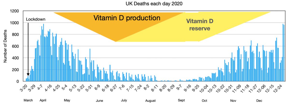 5/: Vitamin D is one of the main drivers of  #seasonality. The higher your vitamin D blood serum level the better your immune system works. During  #winter, when the sun is scarce and vitamin D levels drop the body “slows down its metabolism”.