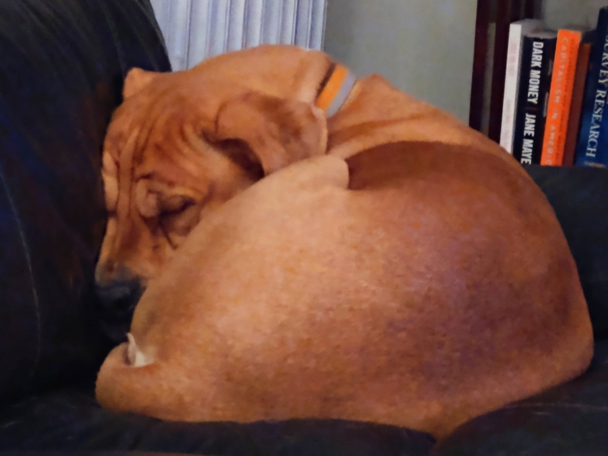 TheKarenHawkins's tweet photo. He couldn't curl into a tighter ball. That said, because of quarantine and the fact I can't tell him "no," he's getting chonky, so he's on a diet. (As am I) #RexTheRescue #toomanysnacks https://t.co/l7WD4zs5Jo