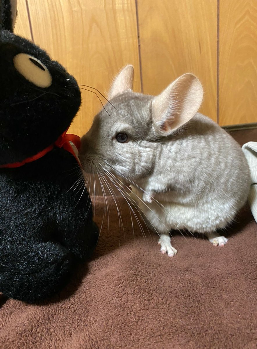 チンチラのしっぽ No Twitter む お前誰だ 敵じゃないのは匂いでわかった その赤いリボン カッコいいな チンチラ チンチラシナモン