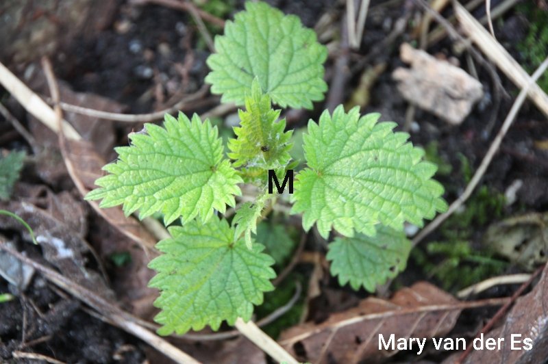 maryvanderes's tweet photo. Dag 6/28 van #februariplantenmaand .
De #Grote_brandnetel #Urtica_dioica #Common_Nettle vervult in vele opzichten een belangrijke rol bij het in stand houden van de biodiversiteit.
@liaadriaans https://t.co/XDez1PPWTE