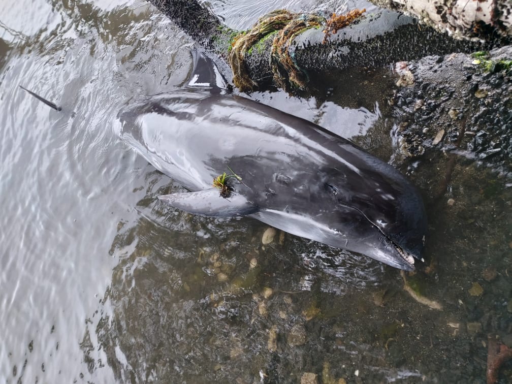 A thread 6 months ago, the Japanese vessel MV Wakashio began leaking fuel after crashing into an incredibly fragile coral reef near Mauritius. https://www.greenpeace.org/africa/en/press/13048/what-needs-to-happen-so-the-mauritius-oil-spill-never-happens-again/ : Rajiv Chroochurn #MauritiusOilSpill