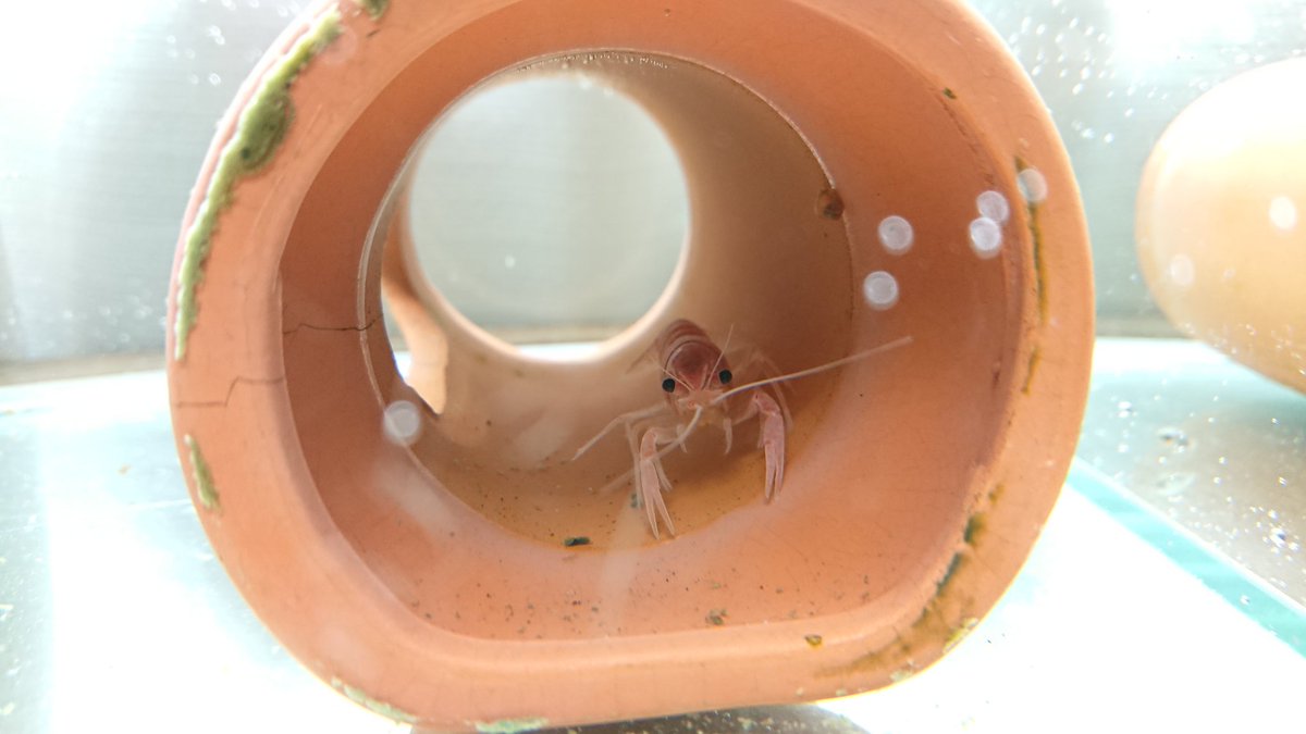 TV3DVAPI42aPr3R's tweet image. ピンクザリガニかわいい😀

オニタマのアスパーいたけどあんまりだったな…
#ザリガニ
#ジャパンレプタイルズショー