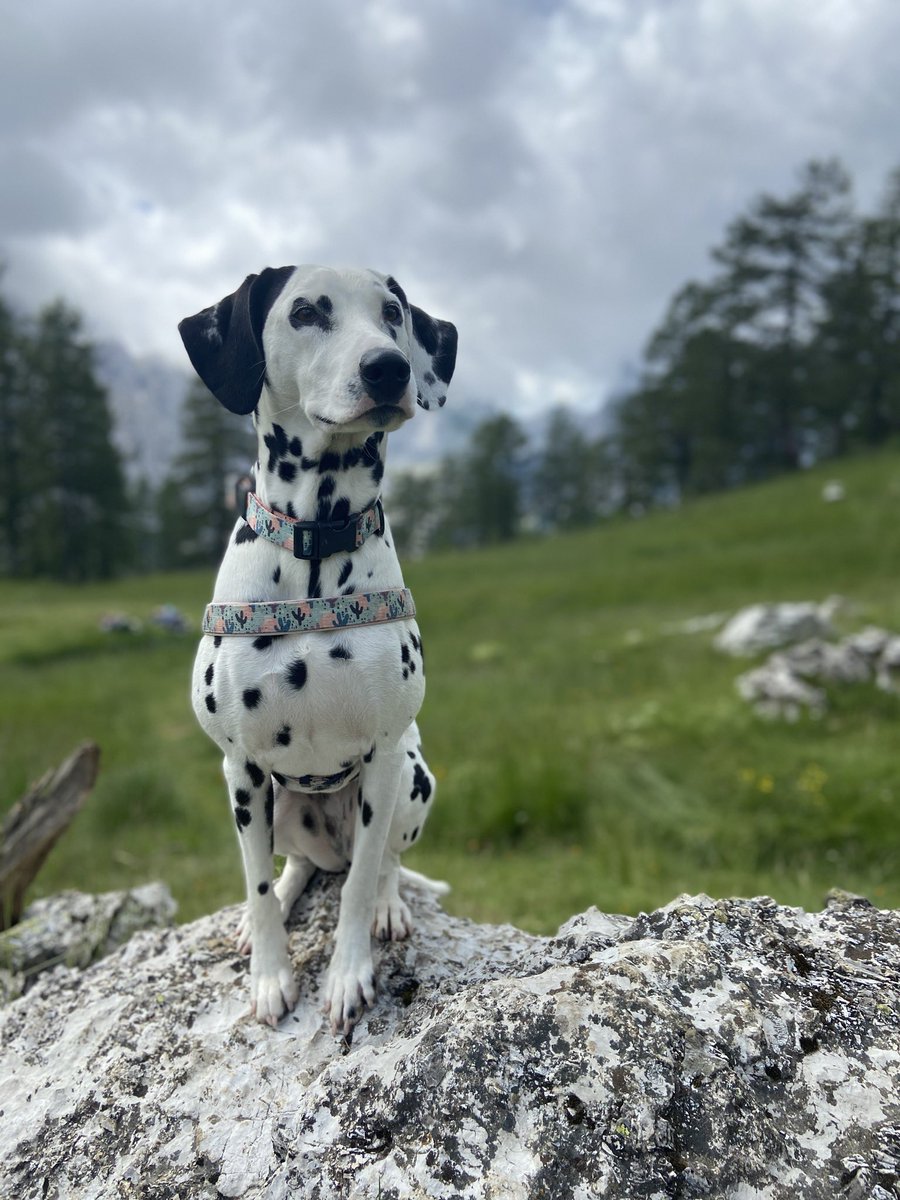 Do I look like one alpine capricorn? #pawsm #julianalps #Slovenia #dogsoftwitter