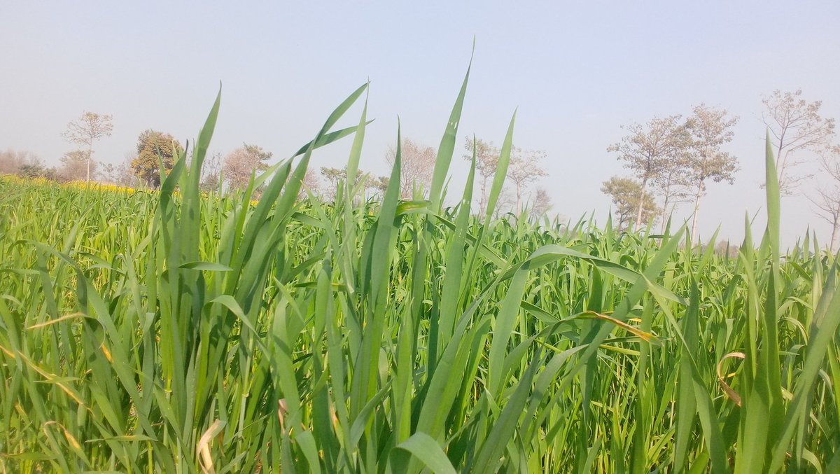 Beautiful Wheat #love #FarmersAreIndia #peace #KisanTractorRally #green
