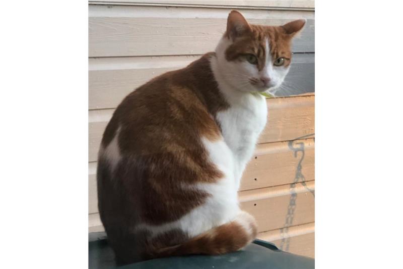 George is 3 years old, a friendly boy who likes to interact & will come to you for attention. He is happy being outside & spends a lot of time out but loves his home comforts as well, but please read whole thread as he does need an owner to work with him through one issue.