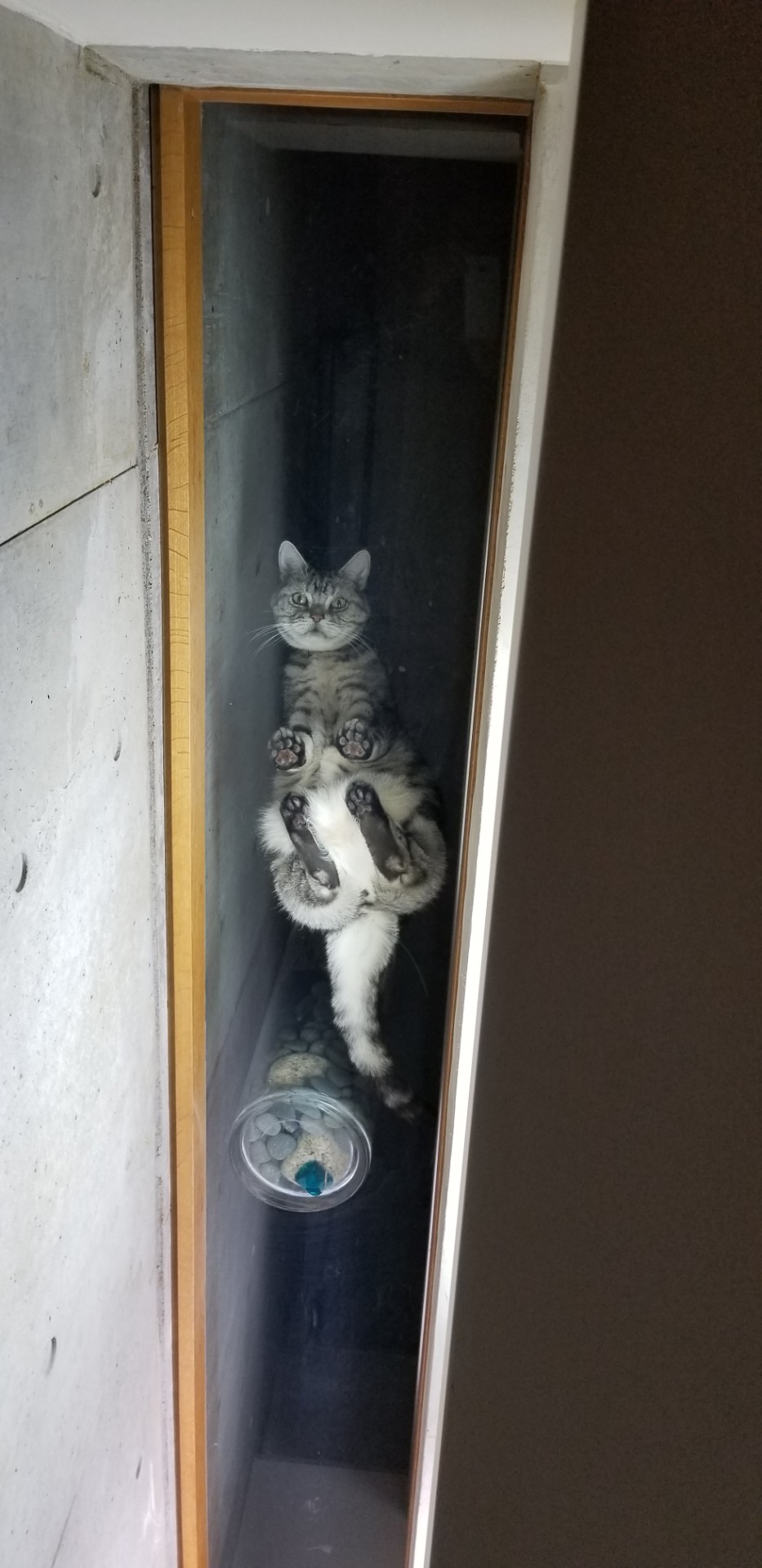 西原理恵子 飼い猫に地獄に落とされた 西原理恵子 飼い猫に地獄に落とされた