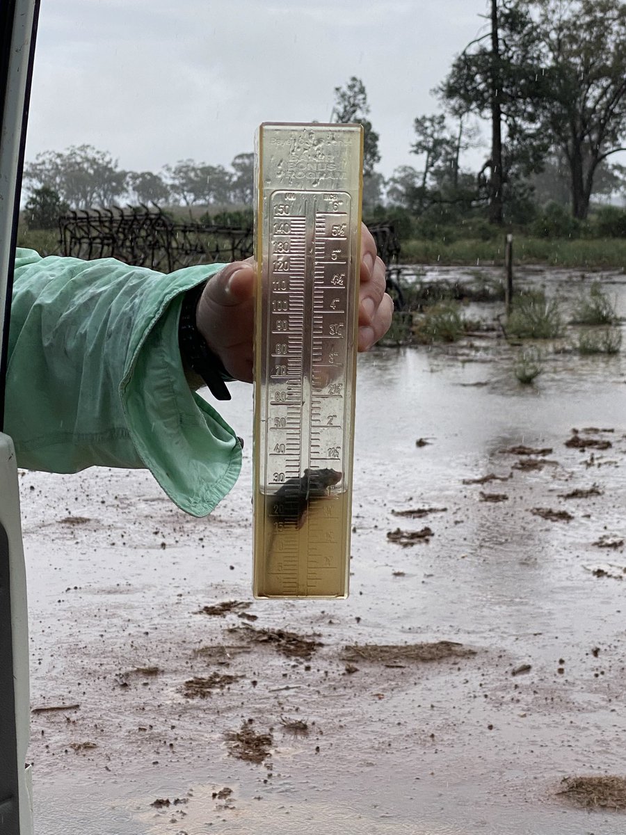 One mouse equivalent to 6 mm in gauge