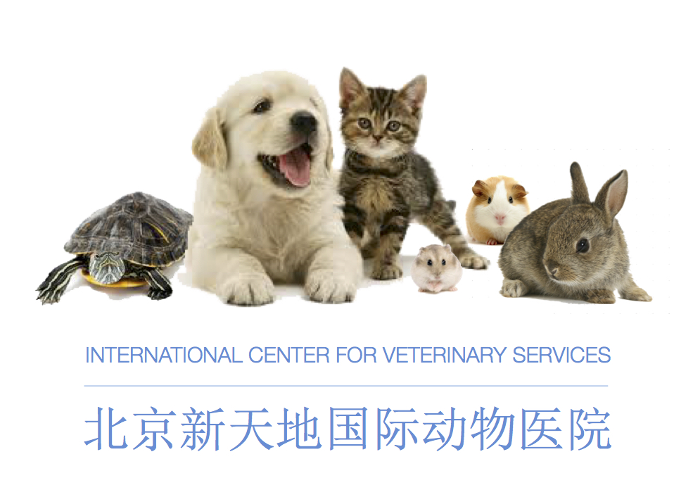 ICVS Animal Hospital tweet media