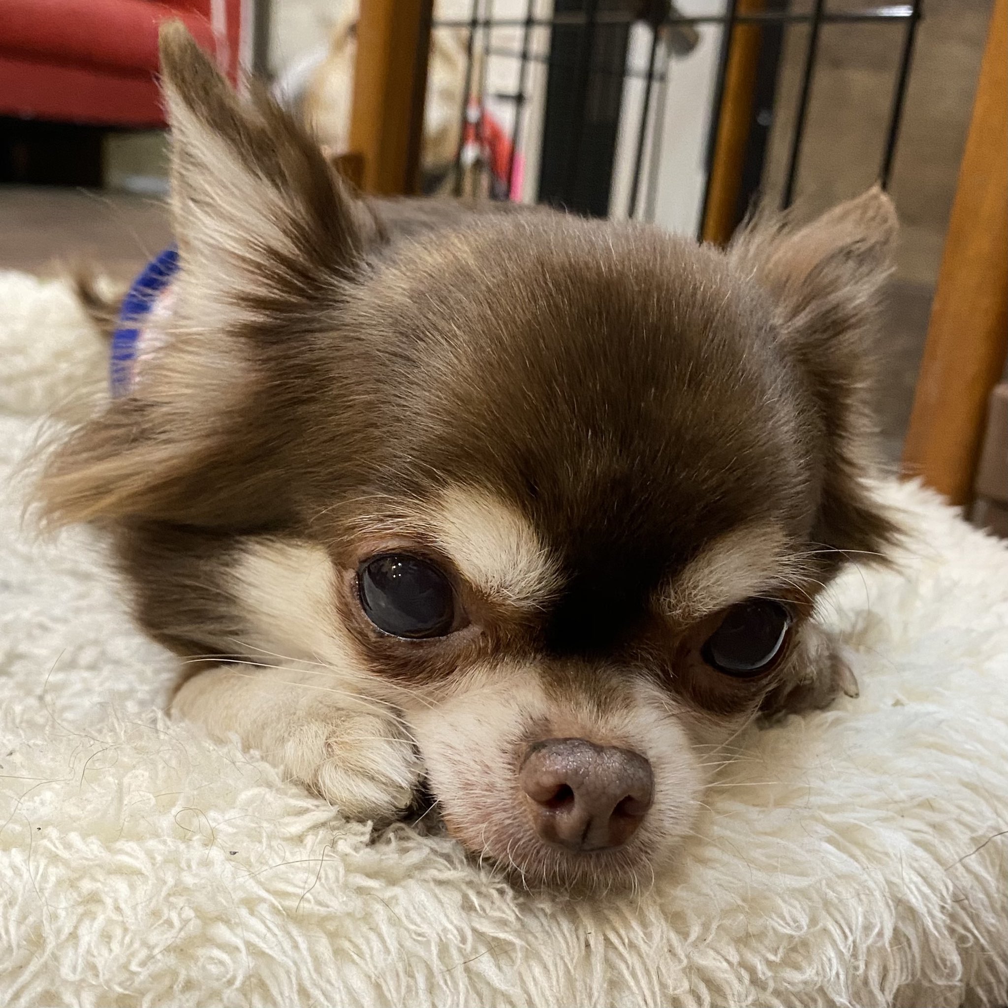 保護犬カフェ 鶴橋店 里親募集中 ミキ ロングコートチワワ 女の子 7才 いつも通りまったりとのんびりモードなミキちゃん おやつだ と分かると飛び起きてかけよってくる食いしん坊な一面も 保護犬カフェ鶴橋店 ラブファイブ 里親募集中