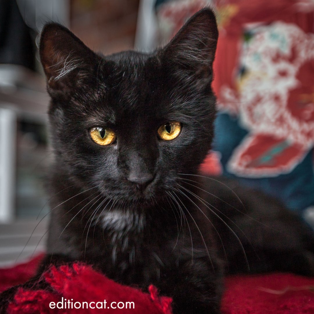 Edition Cat Magazine tweet media