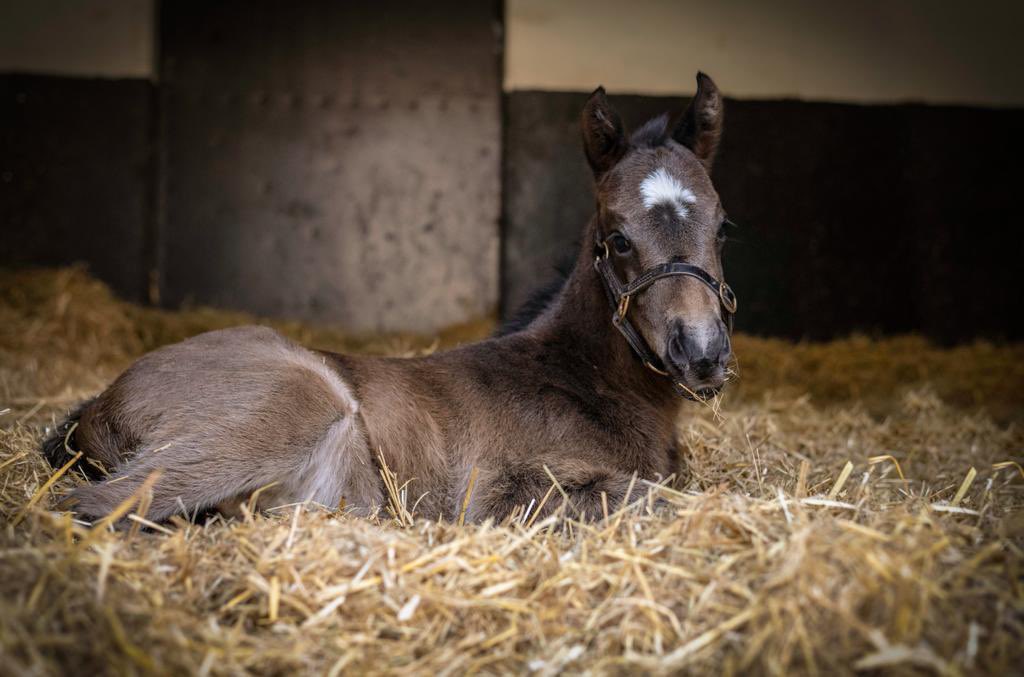 NatStudStallion's tweet photo. 🔥Another stunning ADVERTISE foal!🔥
This colt’s dam is a half-sister to the great BATTAASH🚀 Let’s hope he’s as fast! 💨 💨 #minibatman🦇 🏆 https://t.co/e0epvq1Q93