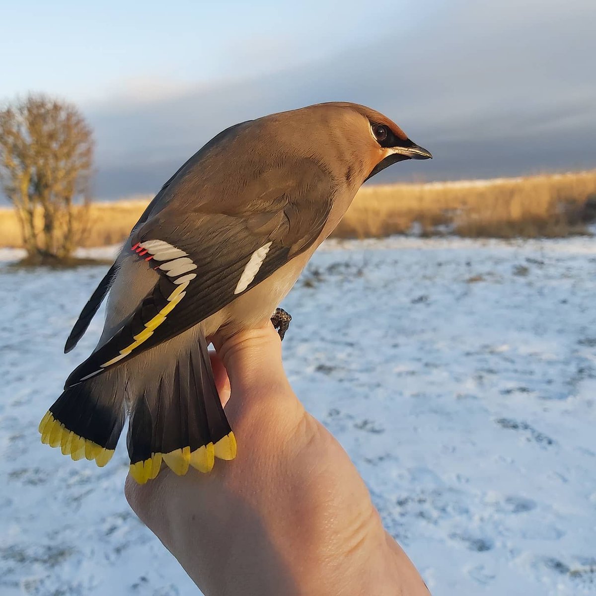 OttenbyBO's tweet photo. Snow and cold brings Waxwings! Sometimes they move over really long distances - one bird ringed in Blekinge, Sweden was found a year later in Novosibirsk, Russia! Six of them were ringed at the station yesterday - five juveniles and an adult! #birdringing #birdbanding https://t.co/3e1zBEFbnd