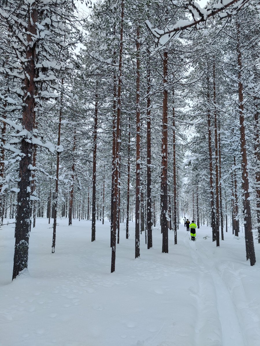 Luminen metsä on hieno asia.
