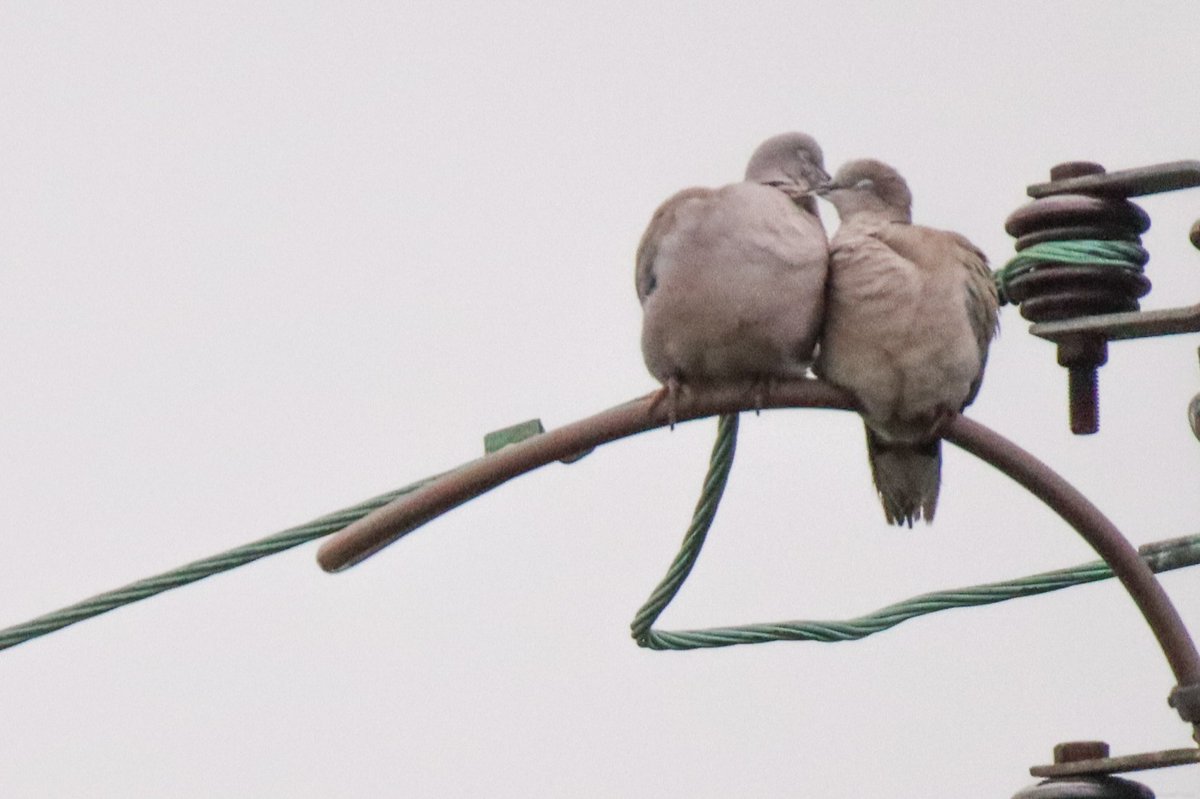 Lovey Doveys 🥰🕊️ #BirdsSeenIn2021 #collareddove #birds #birdphotography #nature #naturephotography #rspb_love_nature