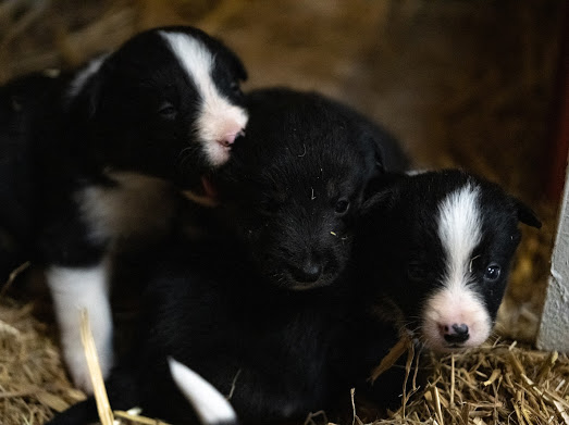 stowshepherd's tweet image. A few more photos of our puppies that were stolen last night from our farm in stow on the wold Gloucestershire 2 dog pups &amp;amp; 3 bitches only 4 weeks old so we need them back