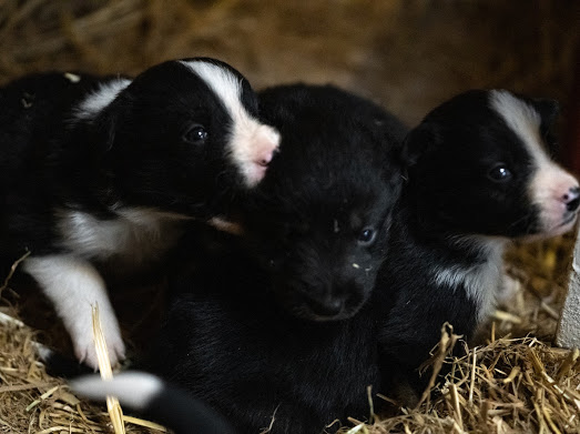 stowshepherd's tweet image. A few more photos of our puppies that were stolen last night from our farm in stow on the wold Gloucestershire 2 dog pups &amp;amp; 3 bitches only 4 weeks old so we need them back