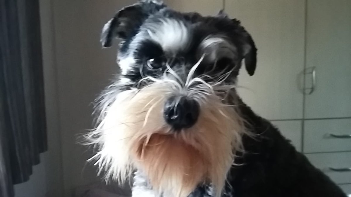 EdsmumTracey's tweet photo. Can you tell I’ve just woken up? #WildBeard #Schnauzer #SaturdayMood https://t.co/jS0ngmj6pR