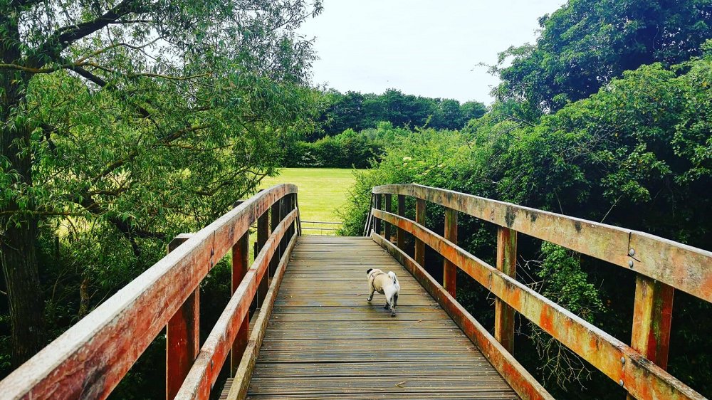 Join thousands of dog lovers and their dogs for 100km of walks this March while supporting people affected by dementia. Join our Facebook Group today! - facebook.com/groups/marchdo… #DoItForDementiaNurses #TeamDementiaUK