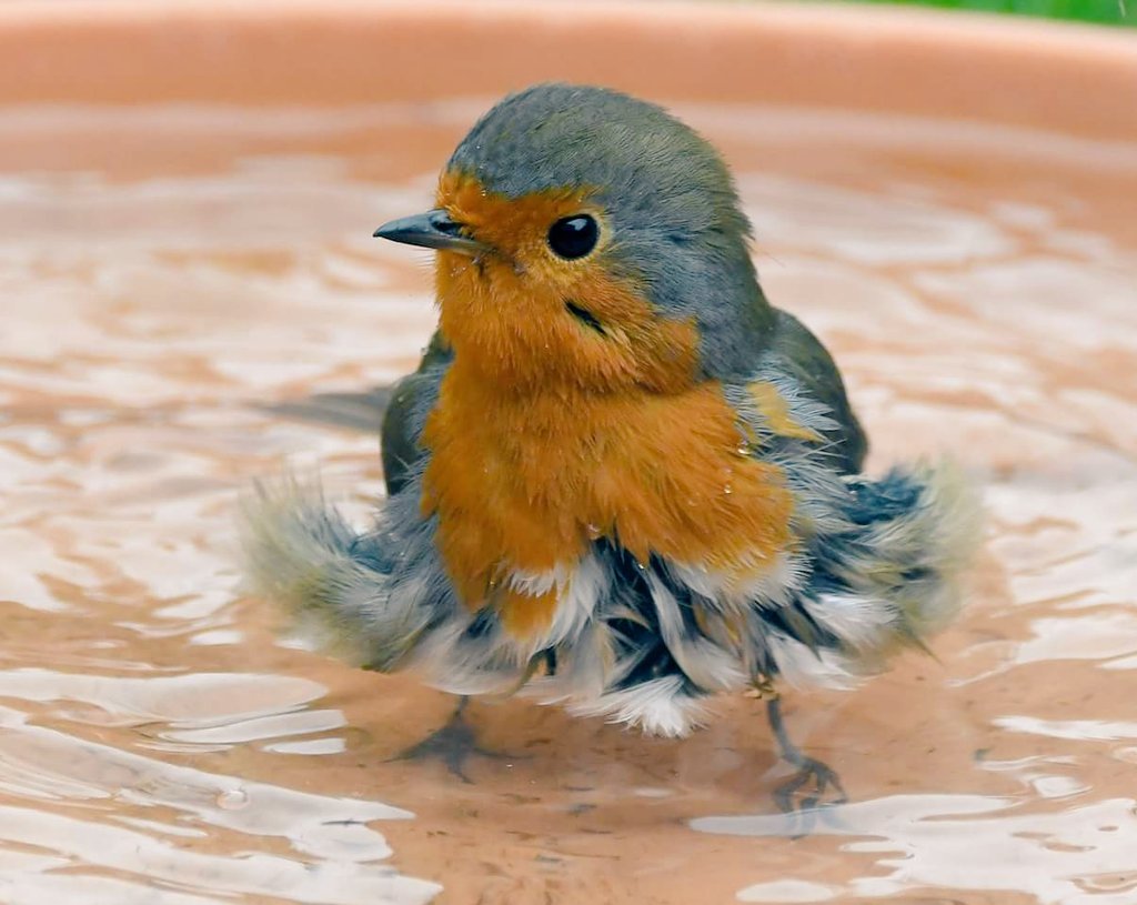 CarlBovisNature's tweet image. I've got another signed copy of my book to giveaway this weekend! 😀
    To have a chance of winning, you must do ALL of the following;

1. Retweet this tweet
2. Name this Robin! 🤔
3. Include the hashtag #100BirdsBook in your reply.

That's it! 😀
carlbovis.com/product-page/1… 🐦