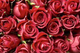 Highfields Florist tweet media
