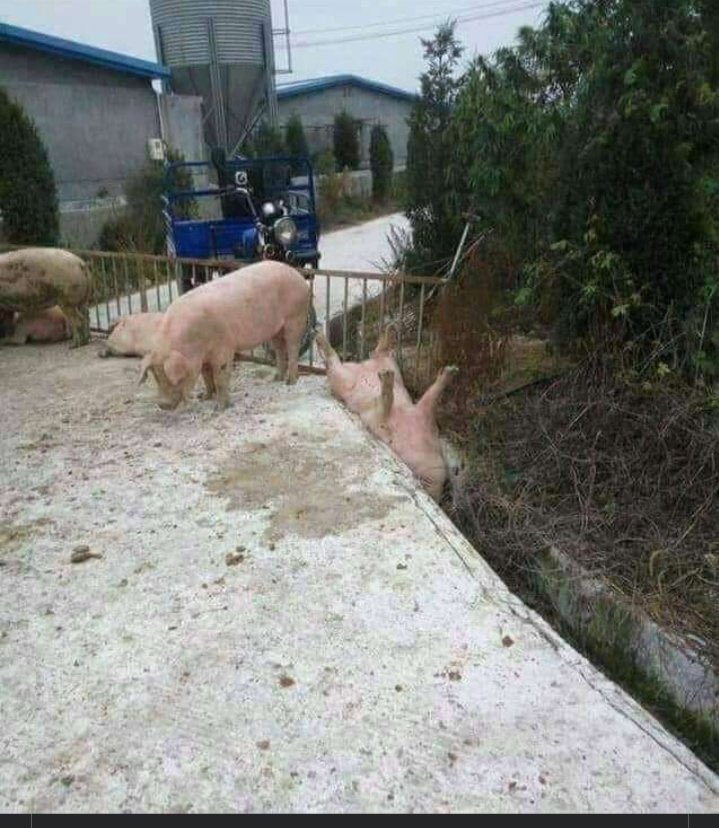 severusnova's tweet image. kasian babi masuk got