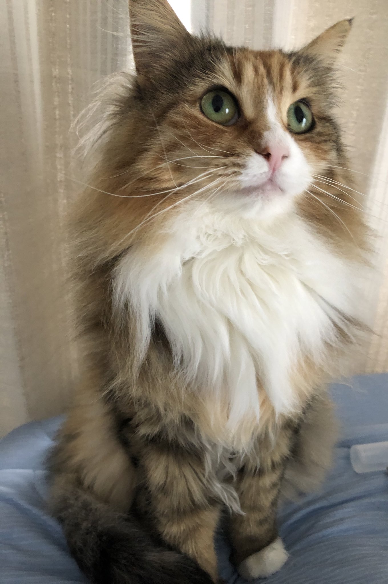 きなこ日和 Pa Twitter これは猫飼い仲間さんに相談なのですが こんなに美人で可愛くてたまにゴロゴロ言いながら甘えてきてくれるのに この子 噛みグセが酷くて 下僕の手足の傷が絶えません 対処法などあればアドバイス頂けると嬉しいです 猫好きさんと繋がり