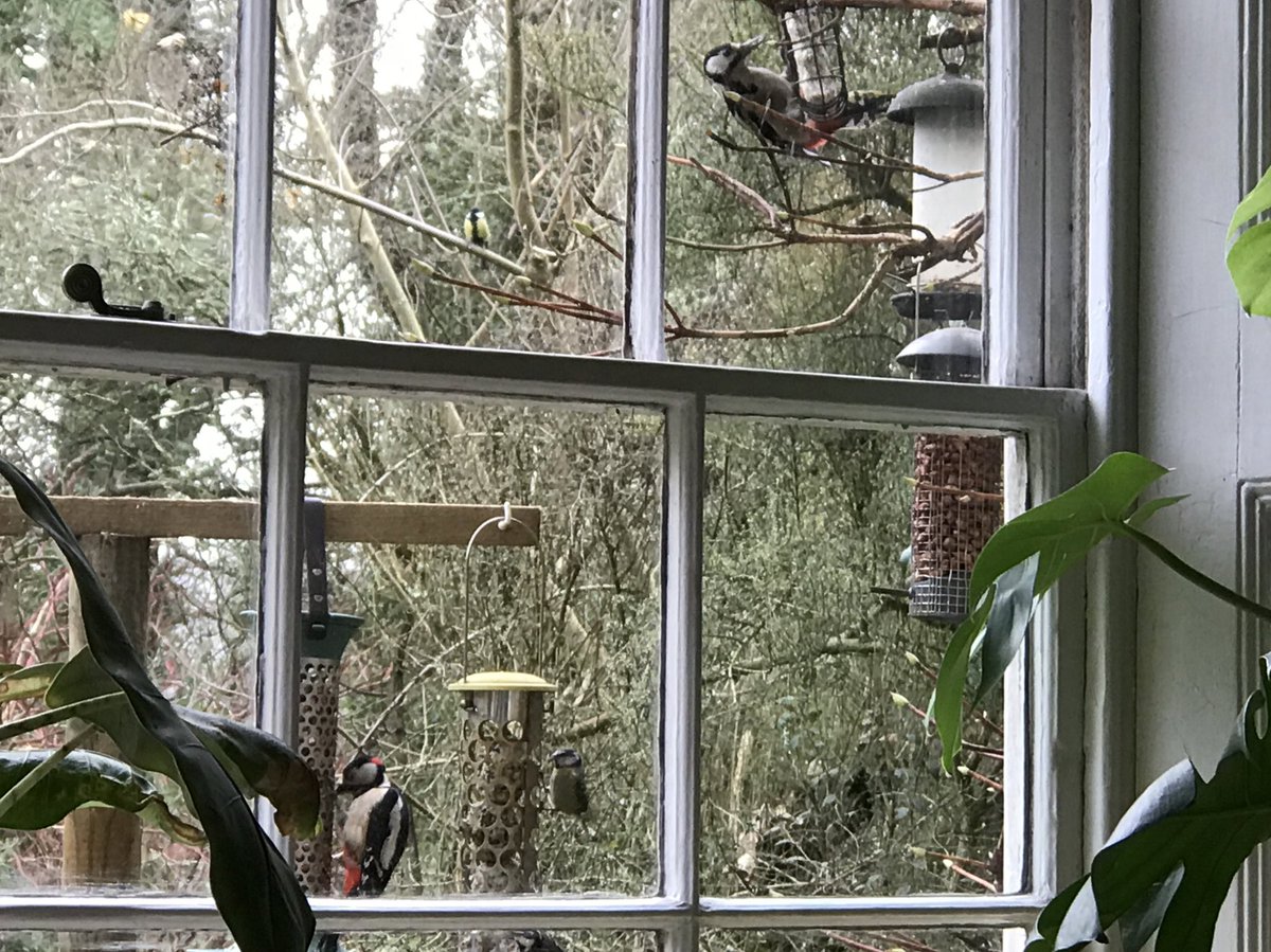 Cornish_Weather's tweet photo. So this morning there has been male and female Woodpeckers and a male and female Blackcap. Both nowhere to be seen during the bird watch last week?
#BigGardenBirdWatch #tipical 🙄 https://t.co/AI9NOSSBax