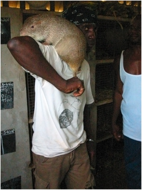 If one likes it, that's fine of course. After all, it is not uncommon in some parts of the world, such as Gabon.In the Philippines, rats are tinned & "sold as STAR meat (rats spelled backwards) in supermarkets"