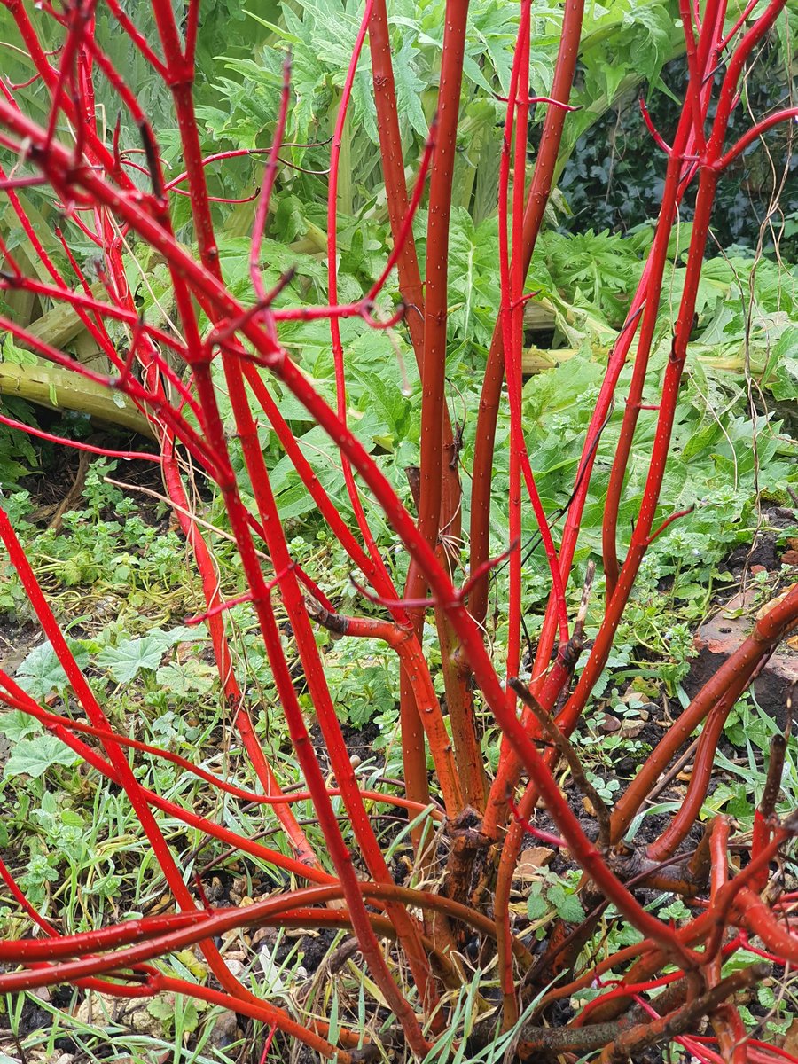 MLaurenceDesign's tweet image. Winter colours- Salix Hutchinson&apos;s Yellow, Cornus Siberica and beech hedge, still holding its leaves.
#winterstructure #winterinterest #wintercolour #winterform #wintercheer #salix #willow #dogwood #cornus