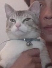 cat tweet media