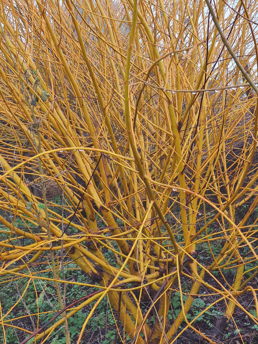MLaurenceDesign's tweet image. Winter colours- Salix Hutchinson&apos;s Yellow, Cornus Siberica and beech hedge, still holding its leaves.
#winterstructure #winterinterest #wintercolour #winterform #wintercheer #salix #willow #dogwood #cornus