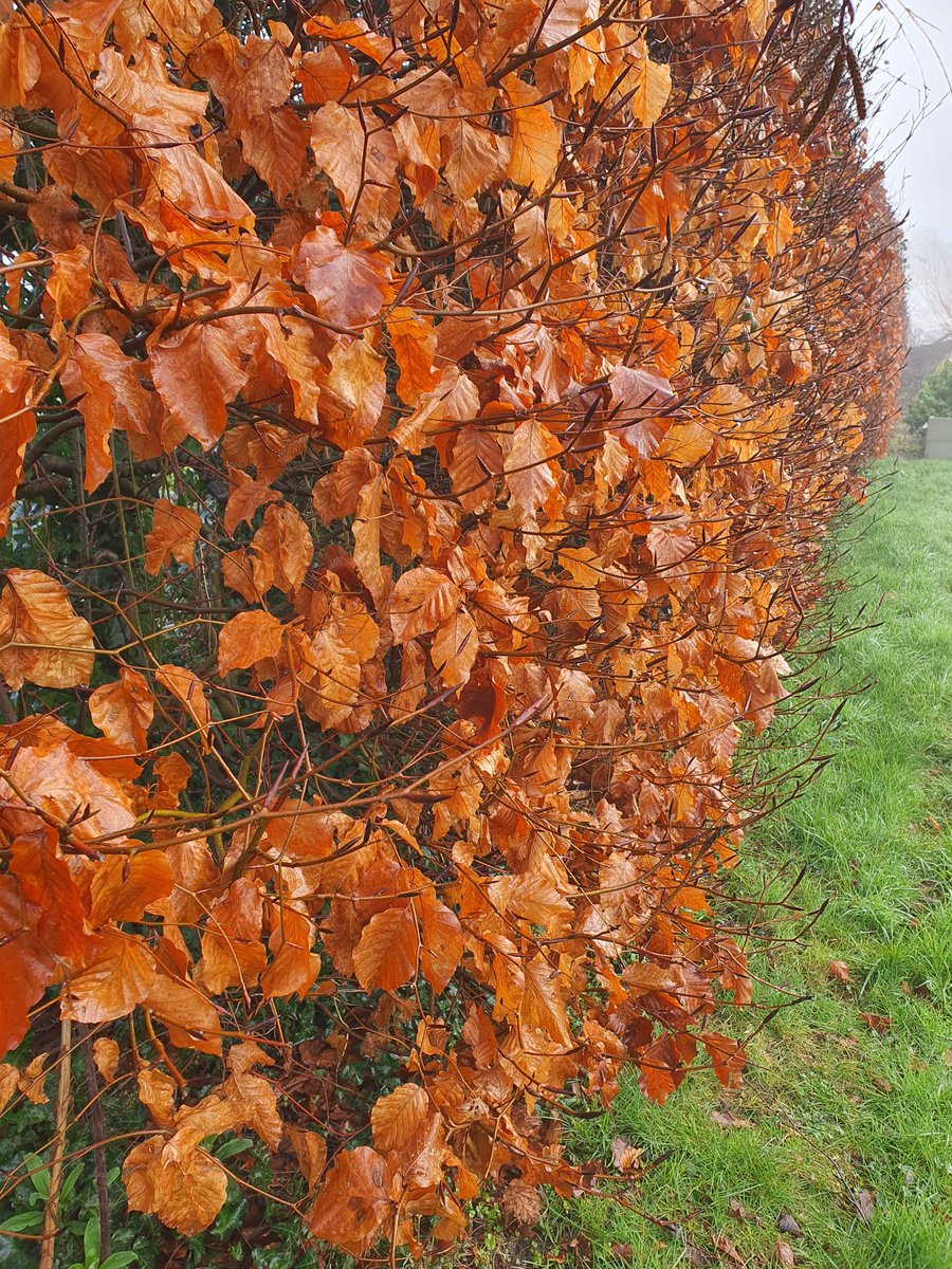 MLaurenceDesign's tweet image. Winter colours- Salix Hutchinson&apos;s Yellow, Cornus Siberica and beech hedge, still holding its leaves.
#winterstructure #winterinterest #wintercolour #winterform #wintercheer #salix #willow #dogwood #cornus