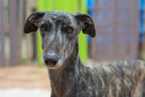 ETierhilfe's tweet photo. 💖PEPPER💖#adoptme
Profil: https://t.co/y1MfDOH6zZ
#dogs #DogsofTwittter #dogsofinstagram #galgos #dogsofspain #AdoptDontShop https://t.co/8lCitHn1tI