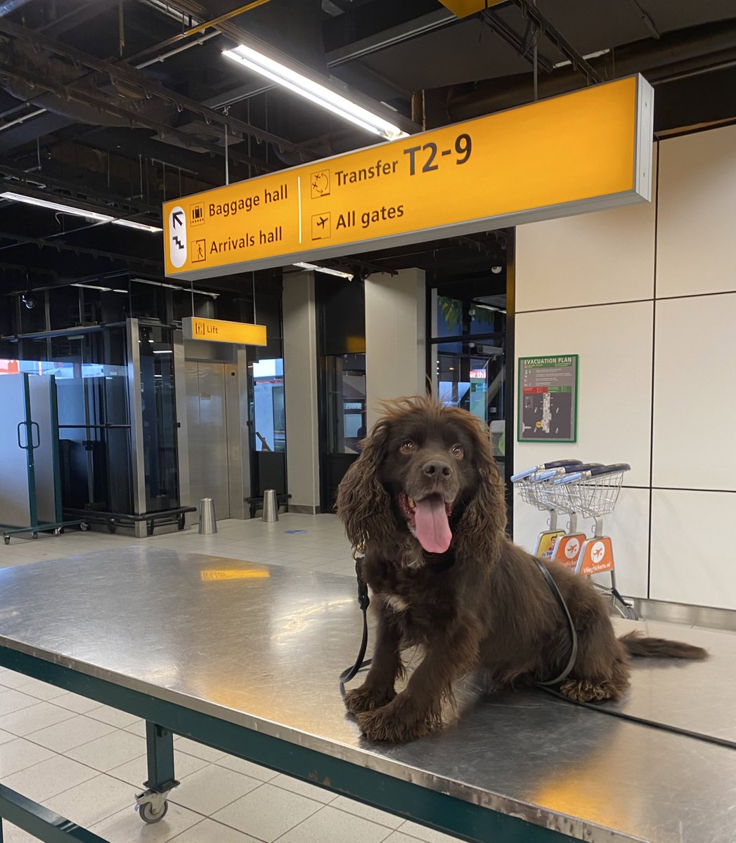 VisscherWesley's tweet image. Working with the explosive detection dog unit on the airport #Security #securitycheck #explosivedetectiondog #snifferdogs #policek9 #sifd @Scentimprint