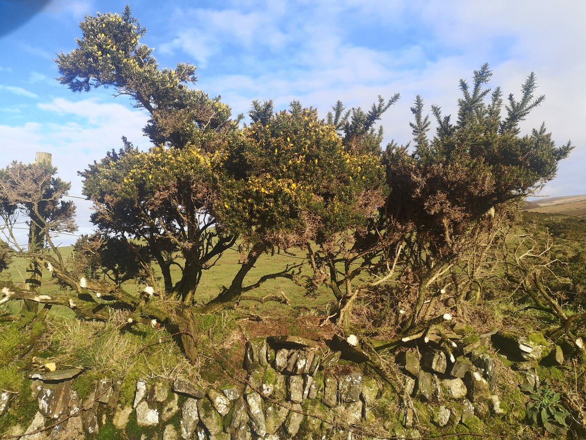 Is the gorse meant to be in flower in early February? I don't know. With these blue skies, sun warmed stone walls and blooming horse there's almost a Mediterranean feel in the air today. I'm already regretting the layers upon layers of clothing I set out with!