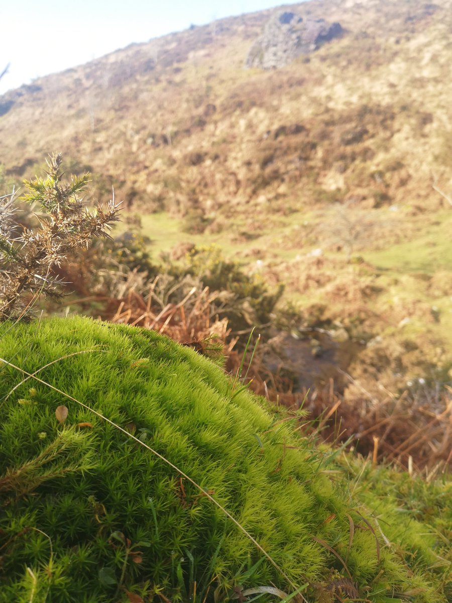 Following a tangle of sheep pioneered, dung scattered, rabbit trimmed paths down the sharp cut valley it's tempting to look up and out. But keeping attention close reveals a symphony of lichens and mosses.