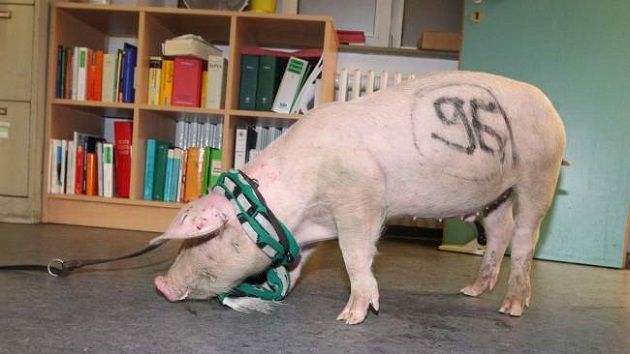 The hostility enveloped both towns the entire week before the match as Hannover fans left Braunschweig themed gravestones across their rivals city and Braunschweig Ultras known as "Anti Gruppo Hannoi" let a pig tagged in a '96' scarf & graffiti run through Hanover.