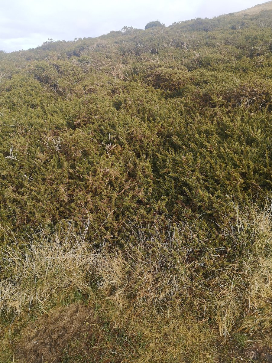 Following sheep paths is a little unwise. You might end up in a tangle of gorse and find your path has disappeared. You'd think the sheep would know the good places to go right?