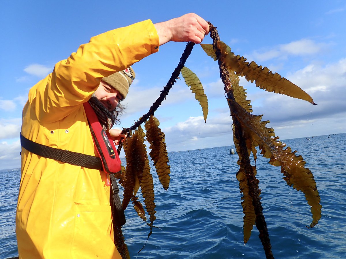 LarisaLewis's tweet photo. Was also a great opportunity to check out the sugar kelp we helped @CornishSeaweed seed last year - looking good! 🪴 https://t.co/E6n76lDtdL