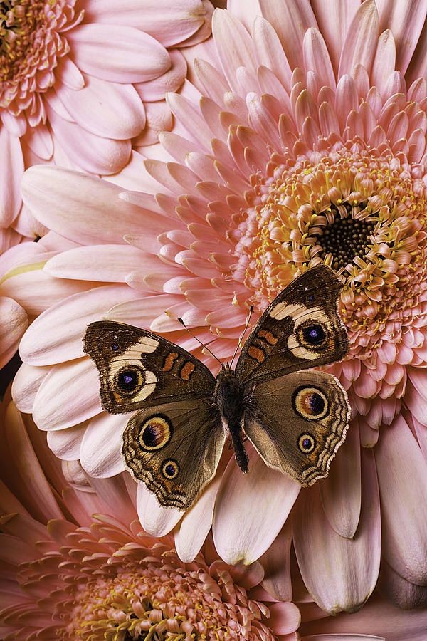 JHope as butterfly  a beautiful thread~