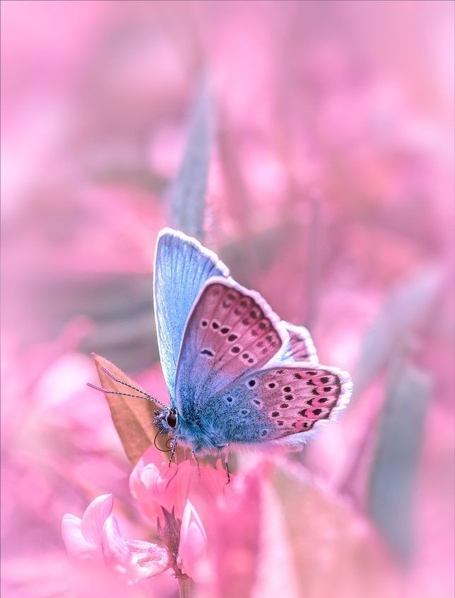 JHope as butterfly  a beautiful thread~