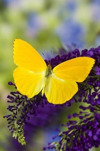 JHope as butterfly  a beautiful thread~