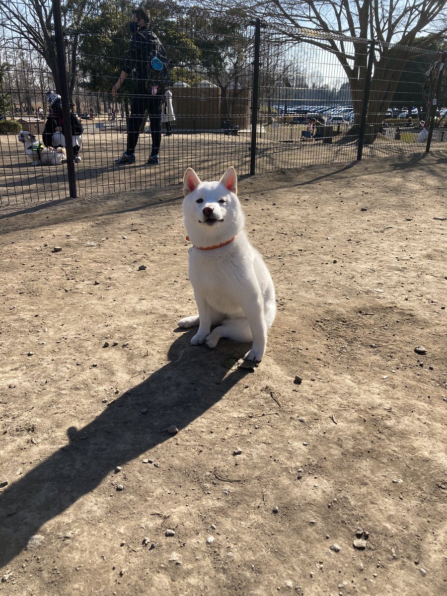 ドッグラン連れて行ったけどほぼ走らなかった犬 ずっとドヤ顔してて可愛すぎる いい顔 走る気ゼロ Togetter