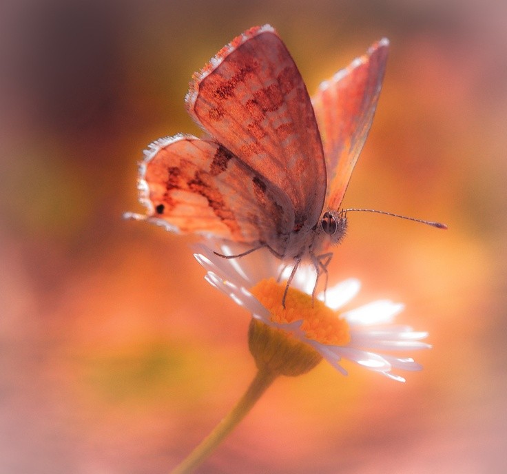 JHope as butterfly  a beautiful thread~
